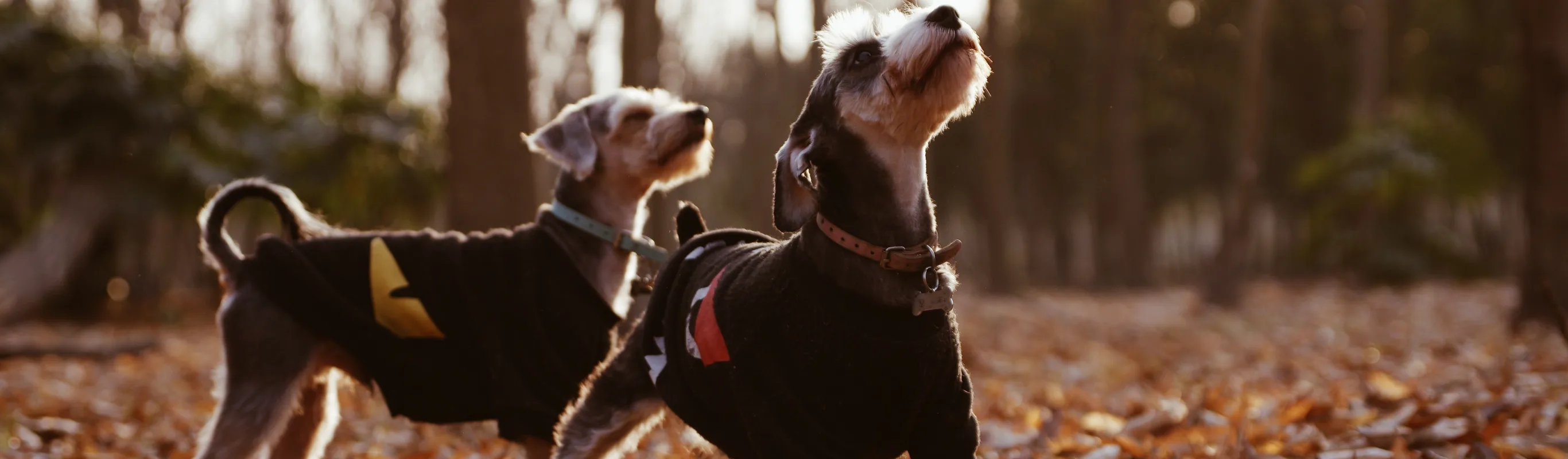 Dogs in leaves